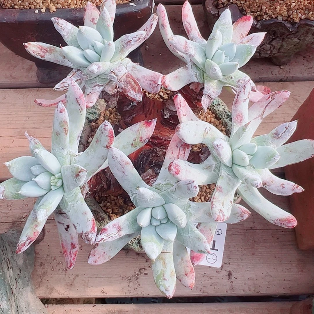 9197奴婢拇指仙女杯