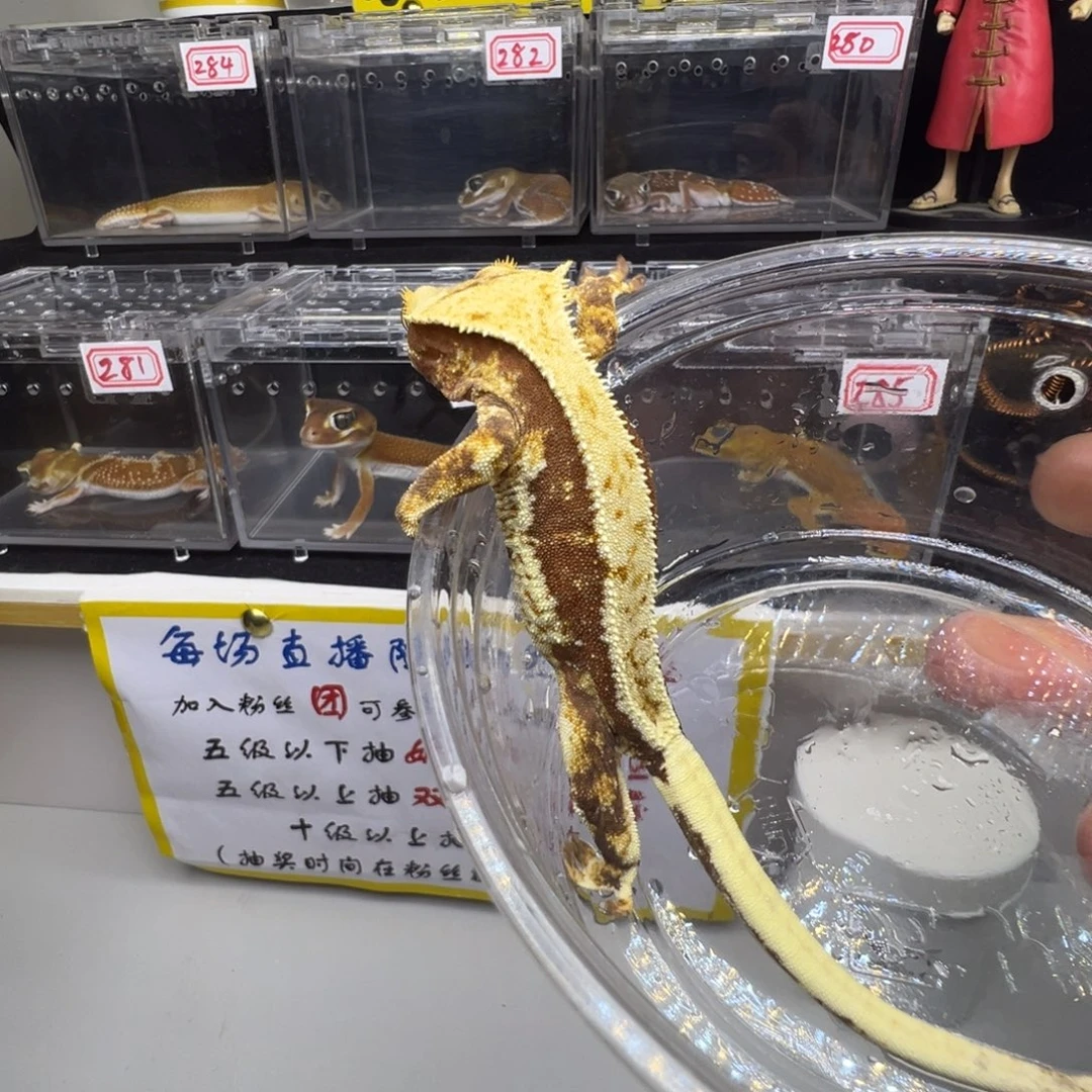 睫角守宫暗红底三色莉莉