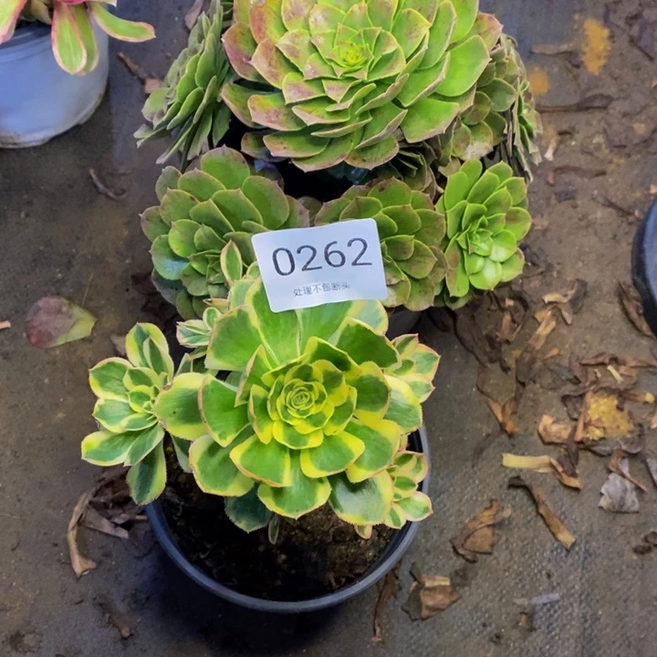 两盆多肉断头不包0262
