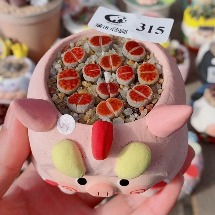 生石花花花花花花315