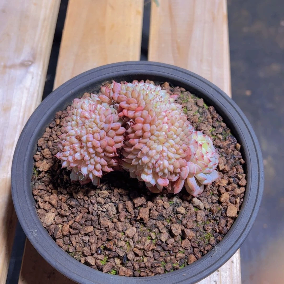 心**飞多肉植物，多肉植物