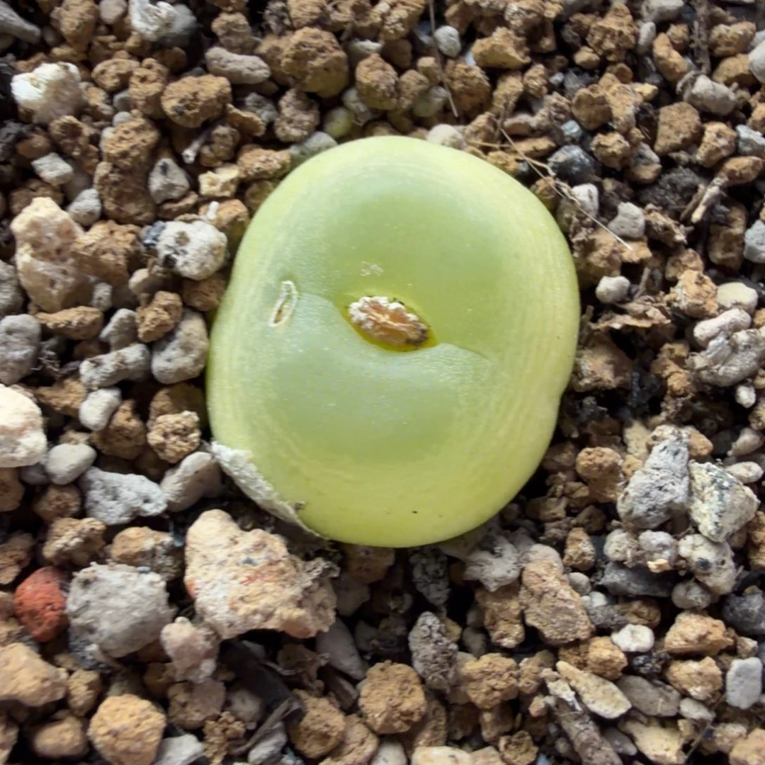 2公分一颗5年以上大母本拉登530号