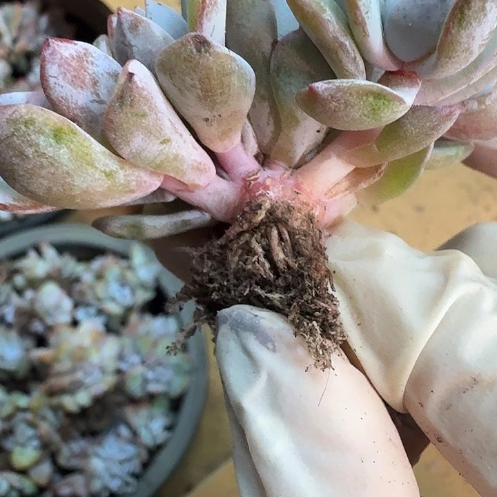 天***i一物一拍不退不换