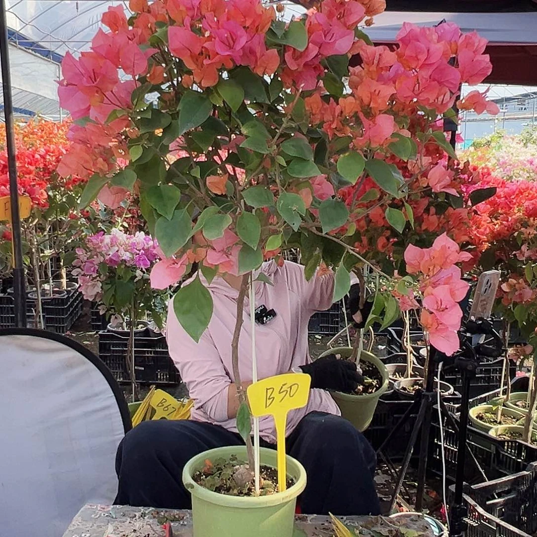 *****大部分花苞少量开放B50波妹