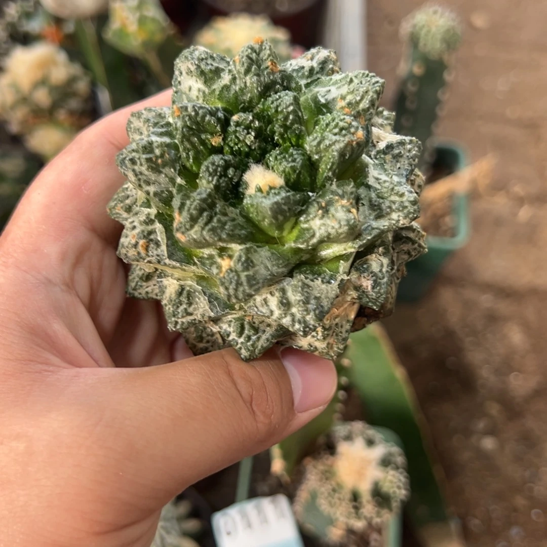 苗接螺旋龟甲牡丹仙人球3848