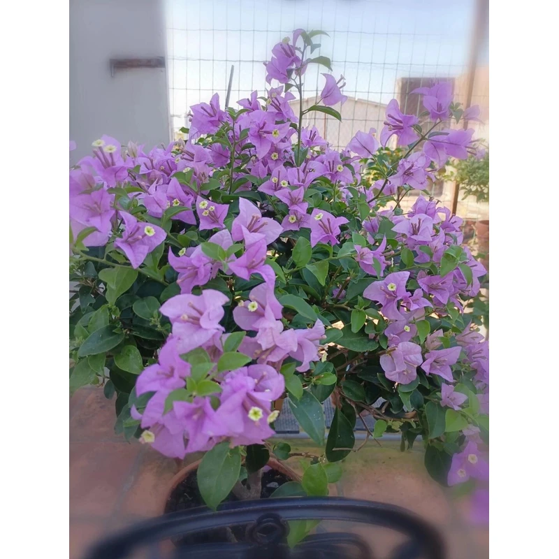 （巴西紫）原生盆苗三角梅四季开花 掉花落叶不售后