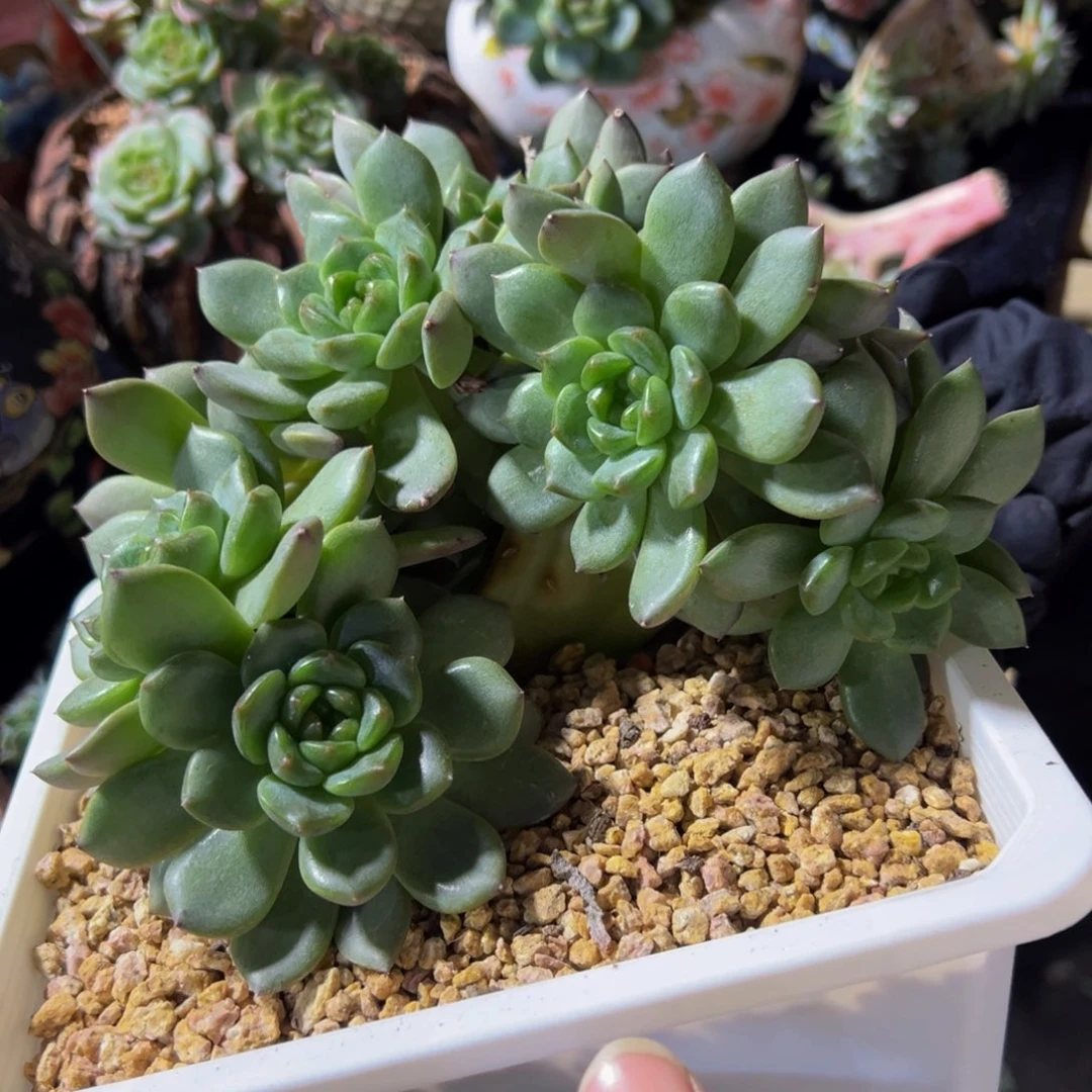 悄***学珍妮 天天开心  天天开心