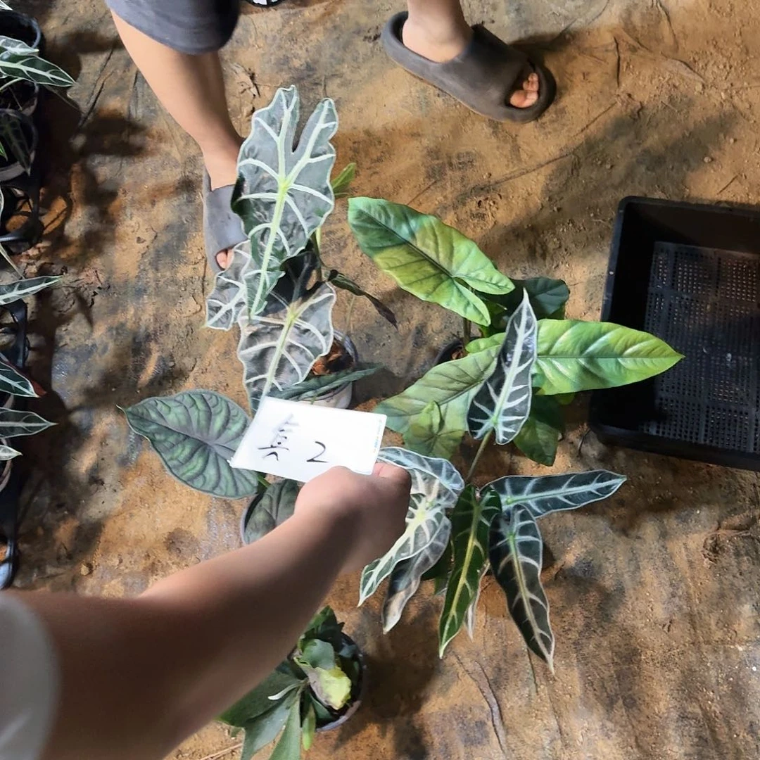 不开花植物一物一拍套餐二