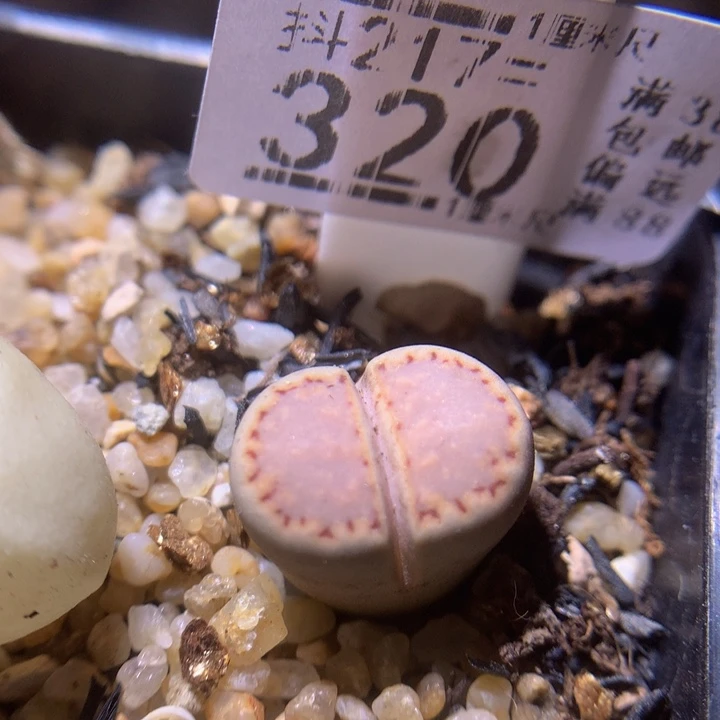 精品生石石217.320