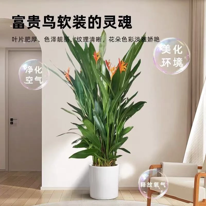 新开棚精品富贵鸟常年开花绿植室内客厅吸甲醛四季开花办公室