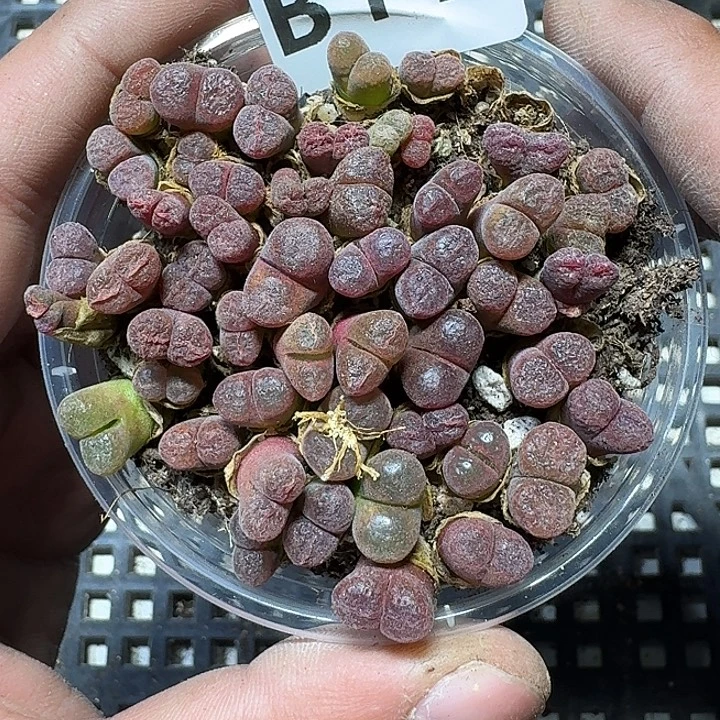 14 多肉植物多肉植物