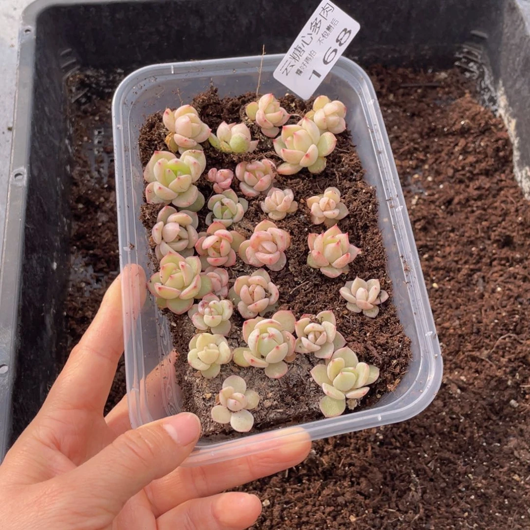 云糖心多肉植物168