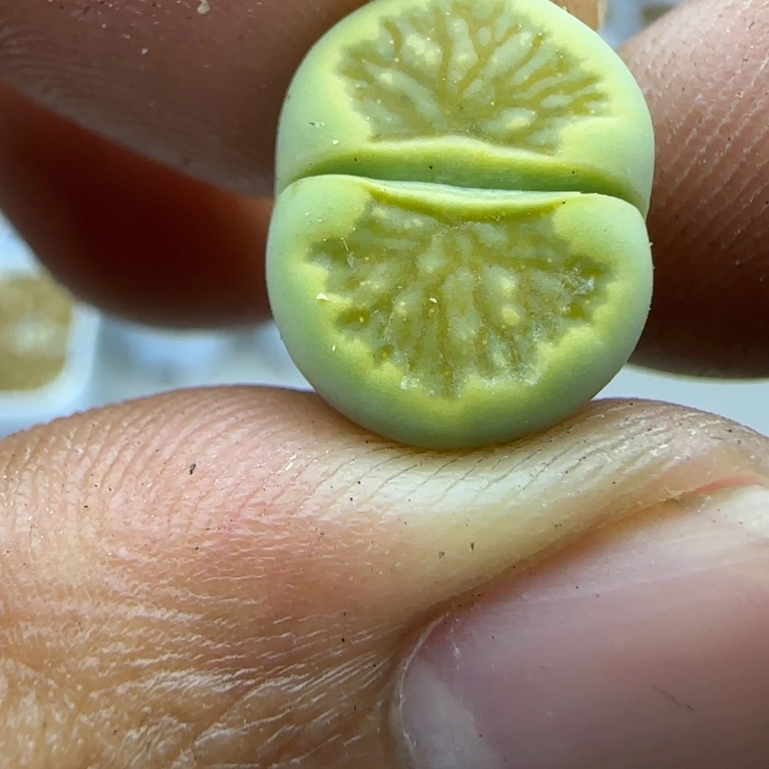 162 生石花大棚直播