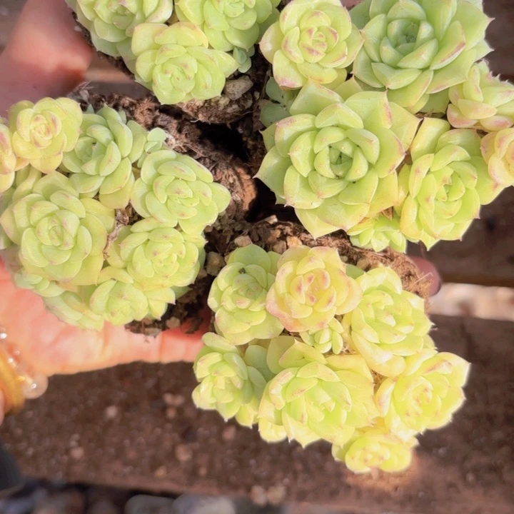 白天鹅10颗一组精品