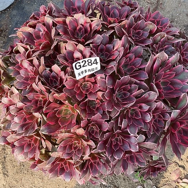 多肉植物幻莎284多肉