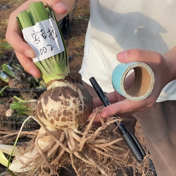 002安吉拉闪购价34.9