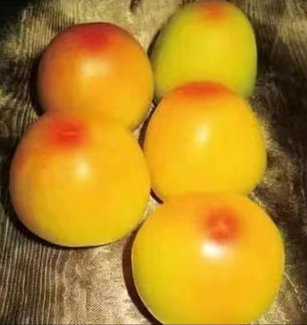 正宗金黄一点红柿子种籽