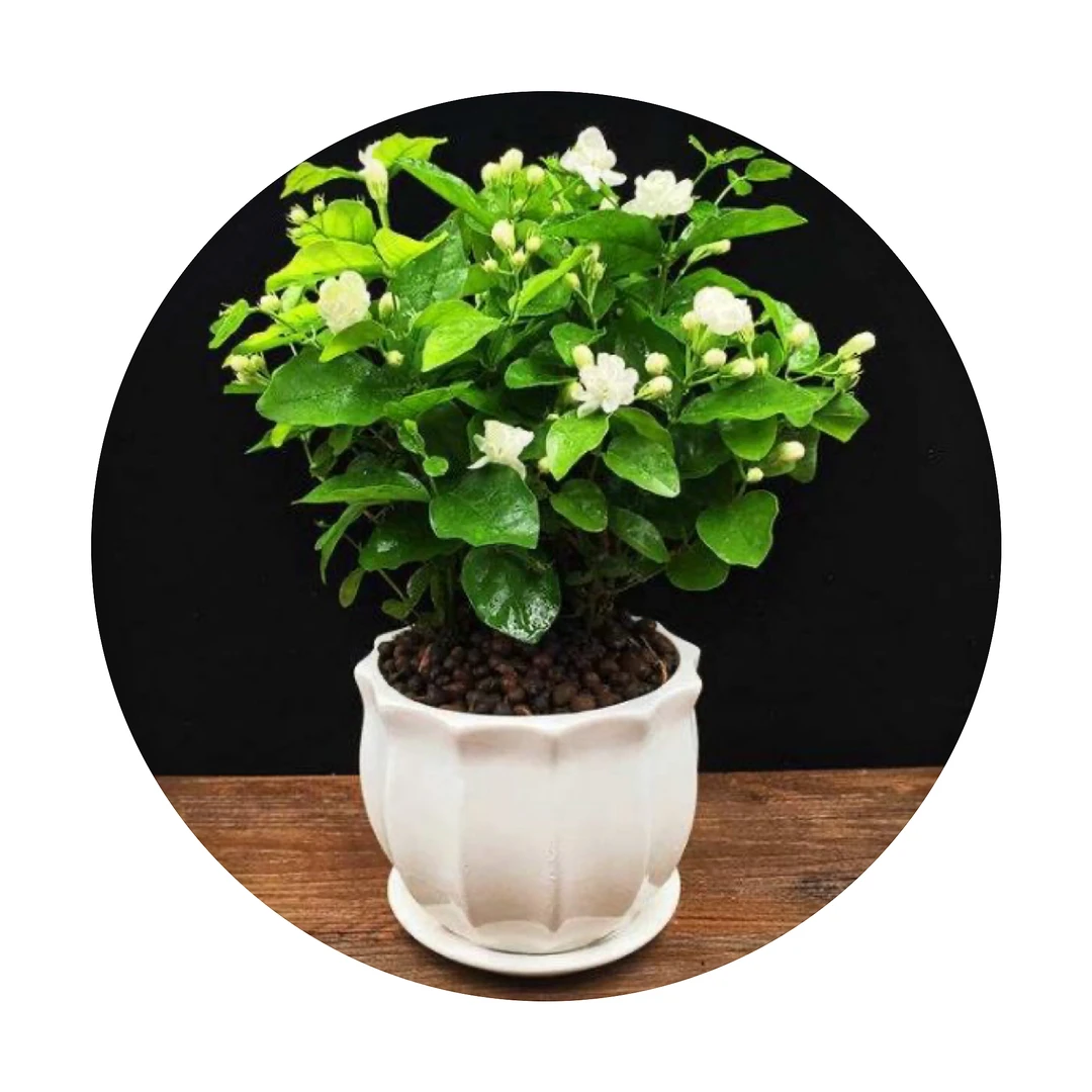茉莉花盆栽懒人花卉带花苞四季开花浓香好养室内阳台庭院花卉绿植