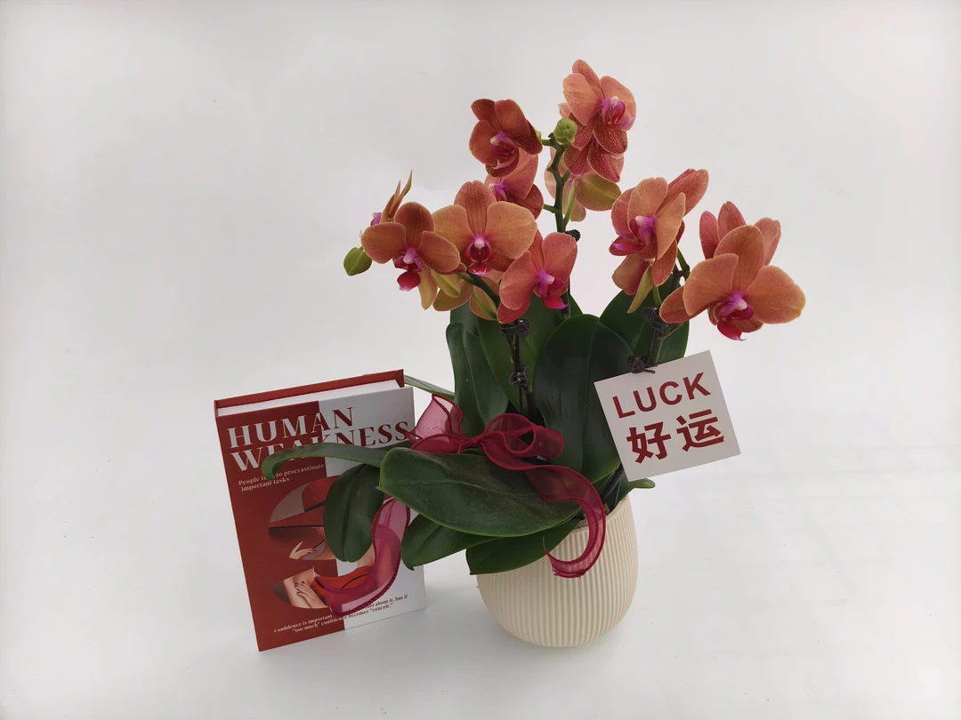 蝴蝶兰【金吉】花苗盆栽带花剑花苞客厅室内四季好养观赏花卉