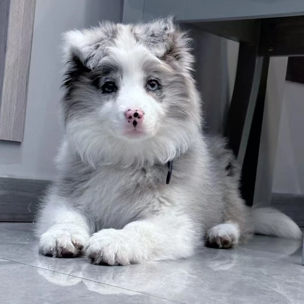 精品可爱边牧狗狗牧羊犬