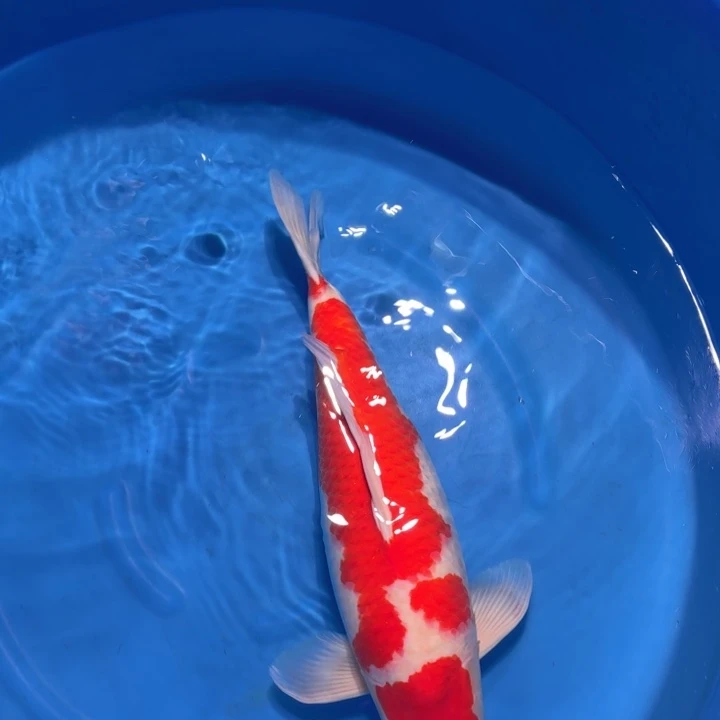 锦鲤板井紫玉红白