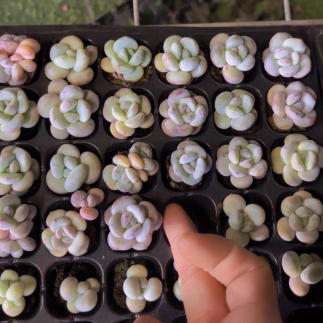 雪宝宝奶酪一颗量拍