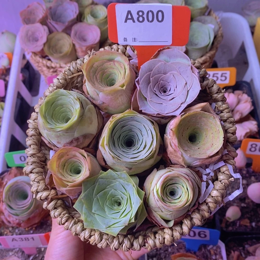 混合玫瑰一物一拍A800 8颗带篮