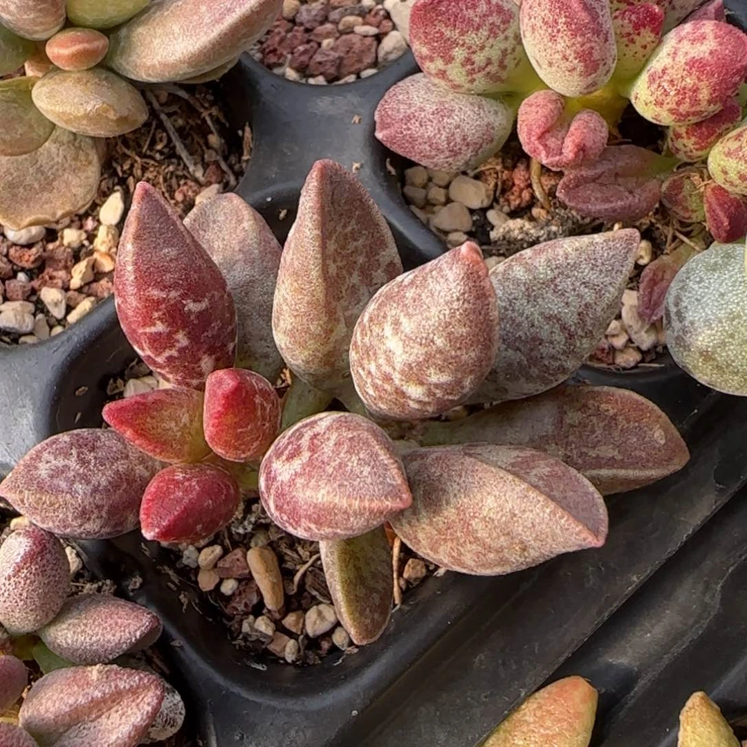 实生暗黑系水泡多肉