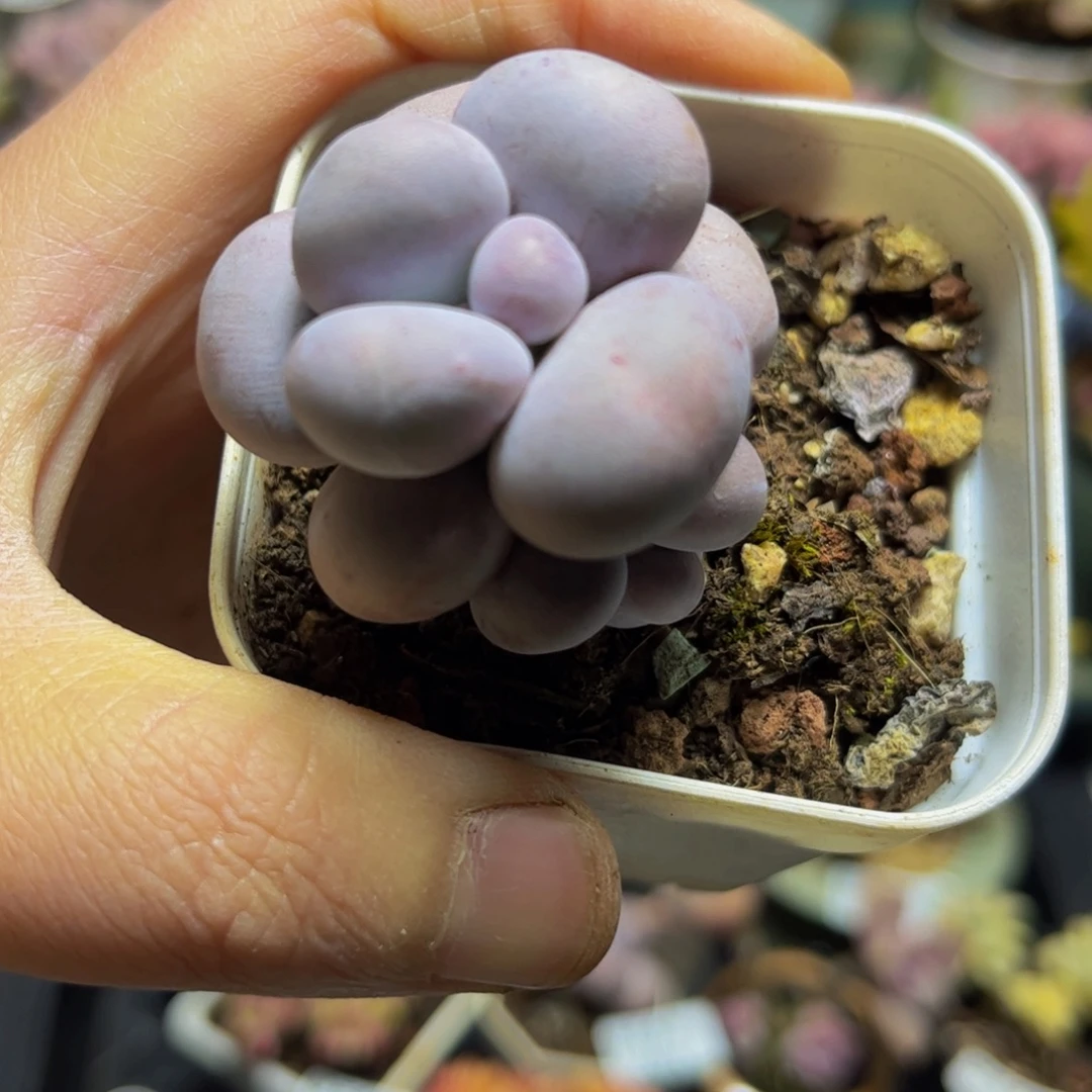 051芭比奶4厘米多肉