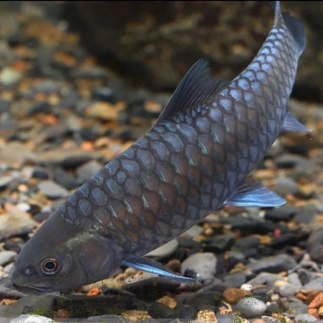 【西藏墨脱】西藏墨脱新光唇蓝吉罗保真保野保流域豆鱼豆爸先生