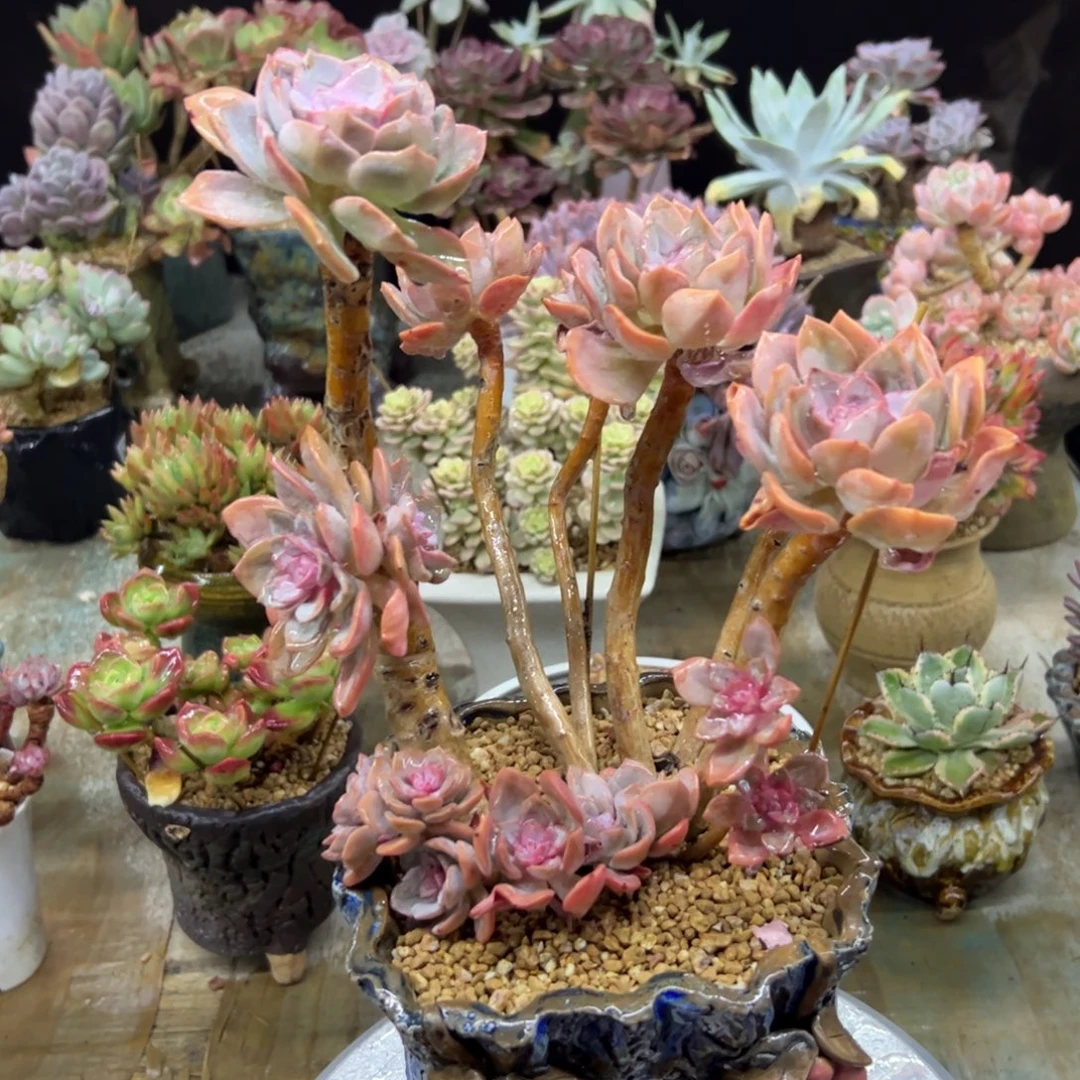 冰灿68 零零多肉植物