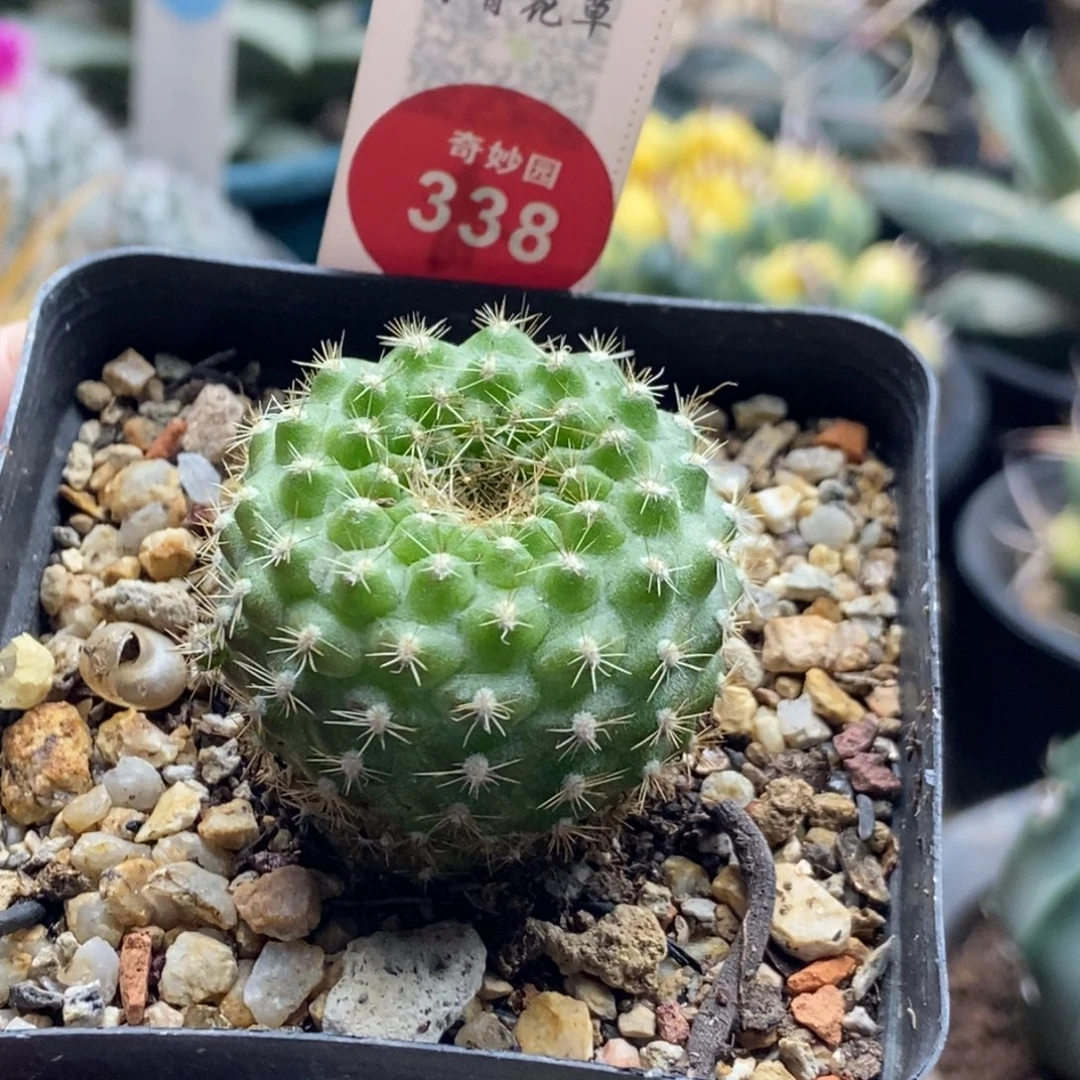 实生黄花宝山3.4cm