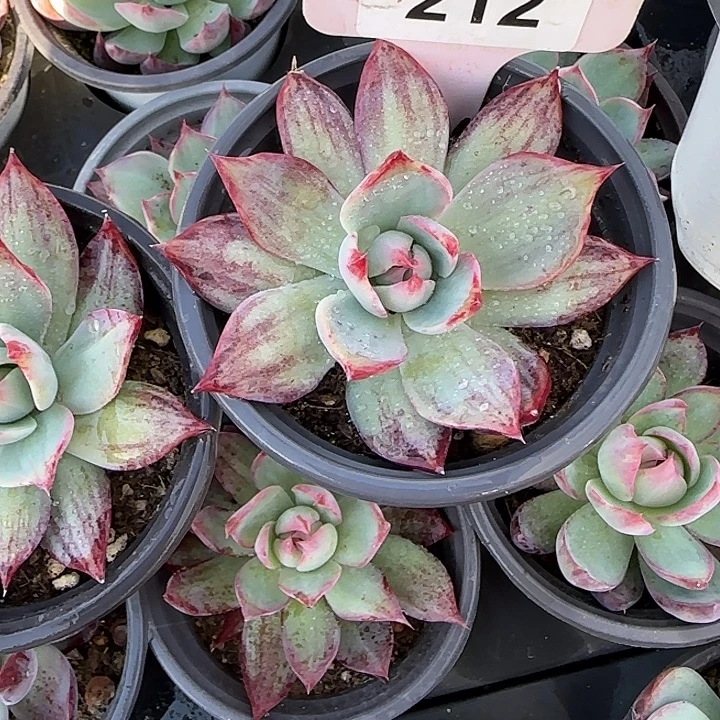 212 惊鸿仙子多肉植物7-9cm