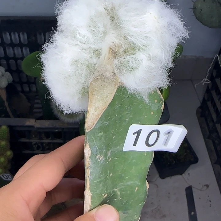 晚***8无花朵嫁接老乐缀101