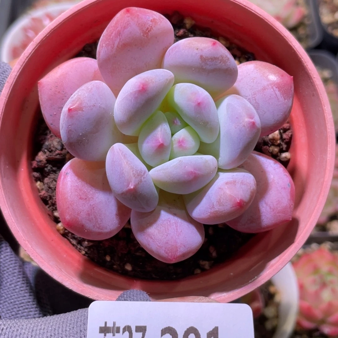 花利美27-291新品