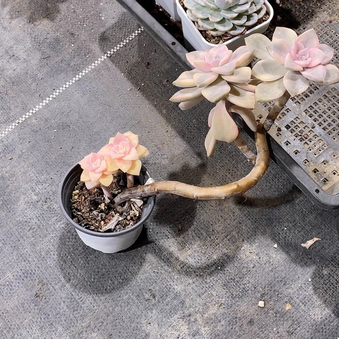 紫了锦多肉植物老桩