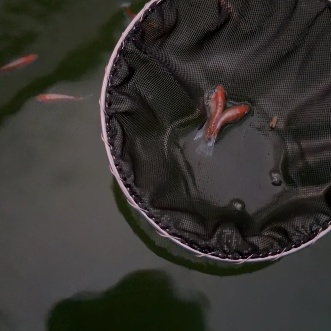 青鳉鱼编号 66 林血红赤壁真长鳍一对