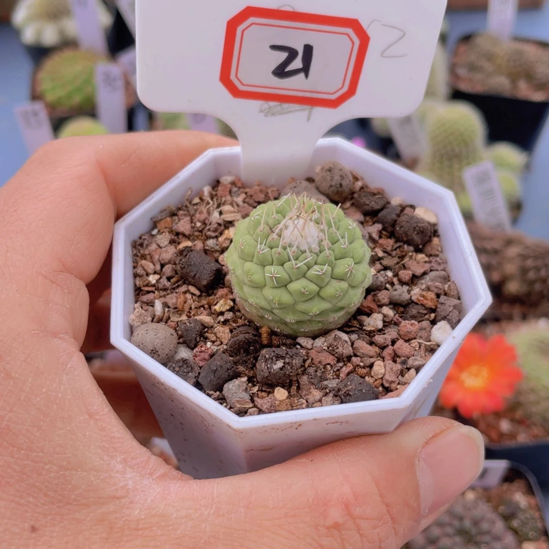 月*21往事多肉园仙人球