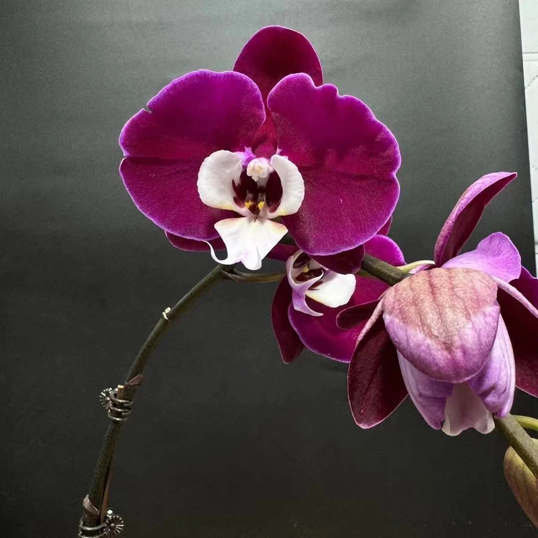 蝴蝶兰盆栽兰花【米歇尔】源头基地直发特大，带花带苞兰花大盆室内