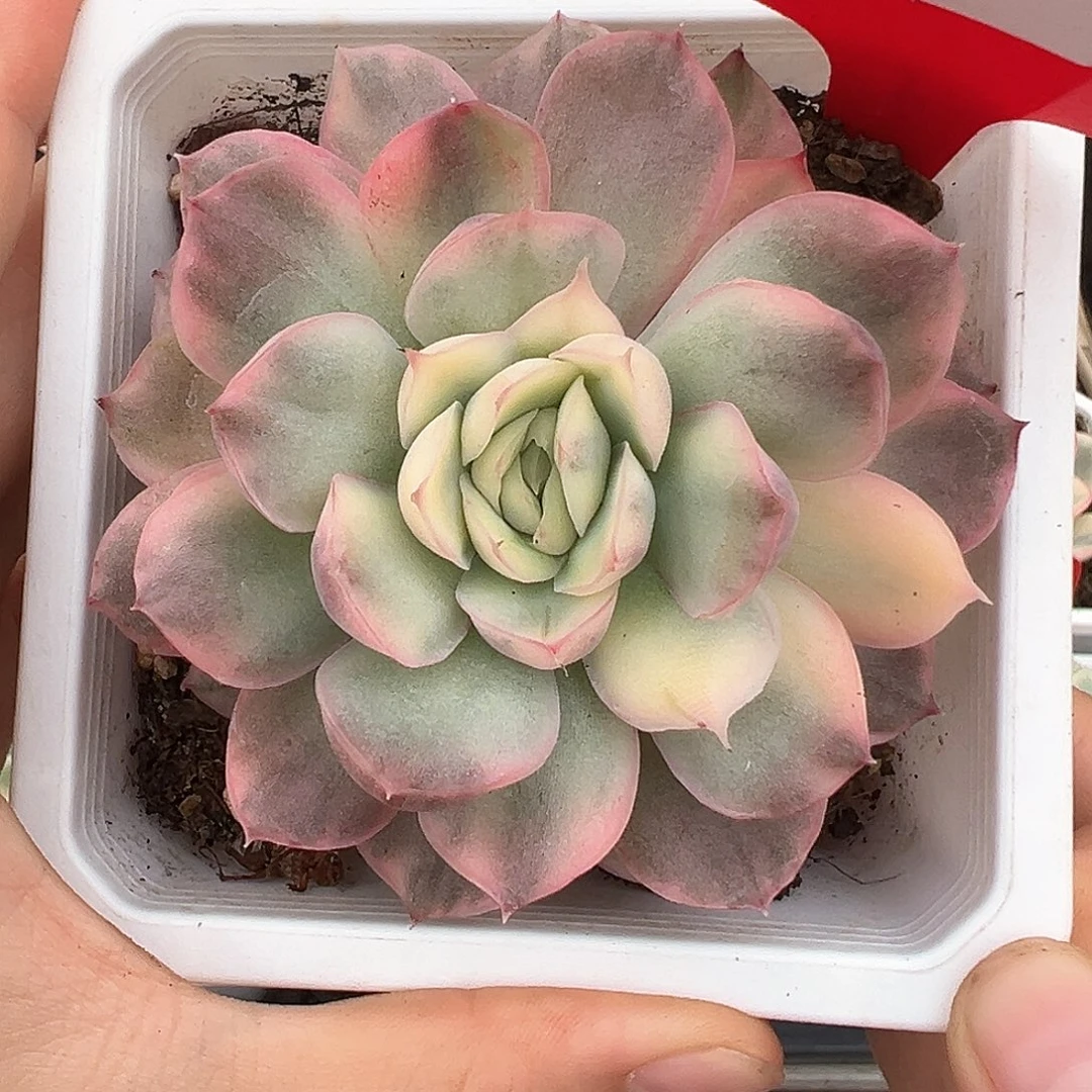 99号草莓蛋糕锦多肉植物