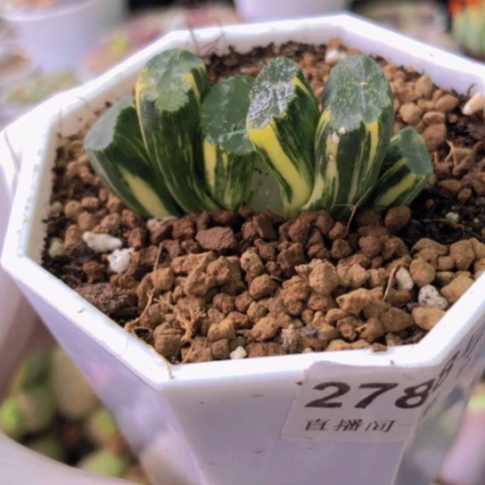 2788，小北斋玉扇锦4.4厘米