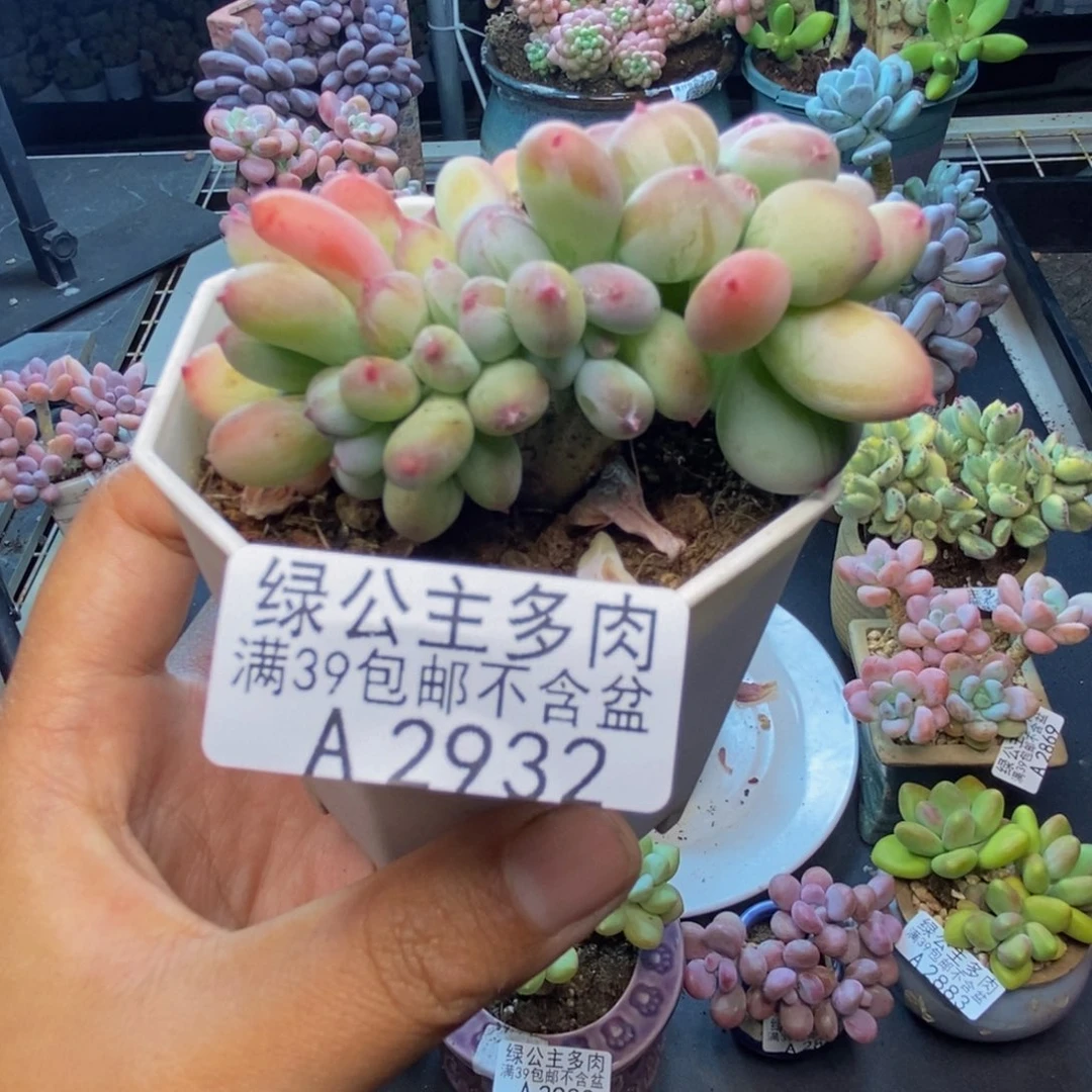 932苹果奶四代缀7c m