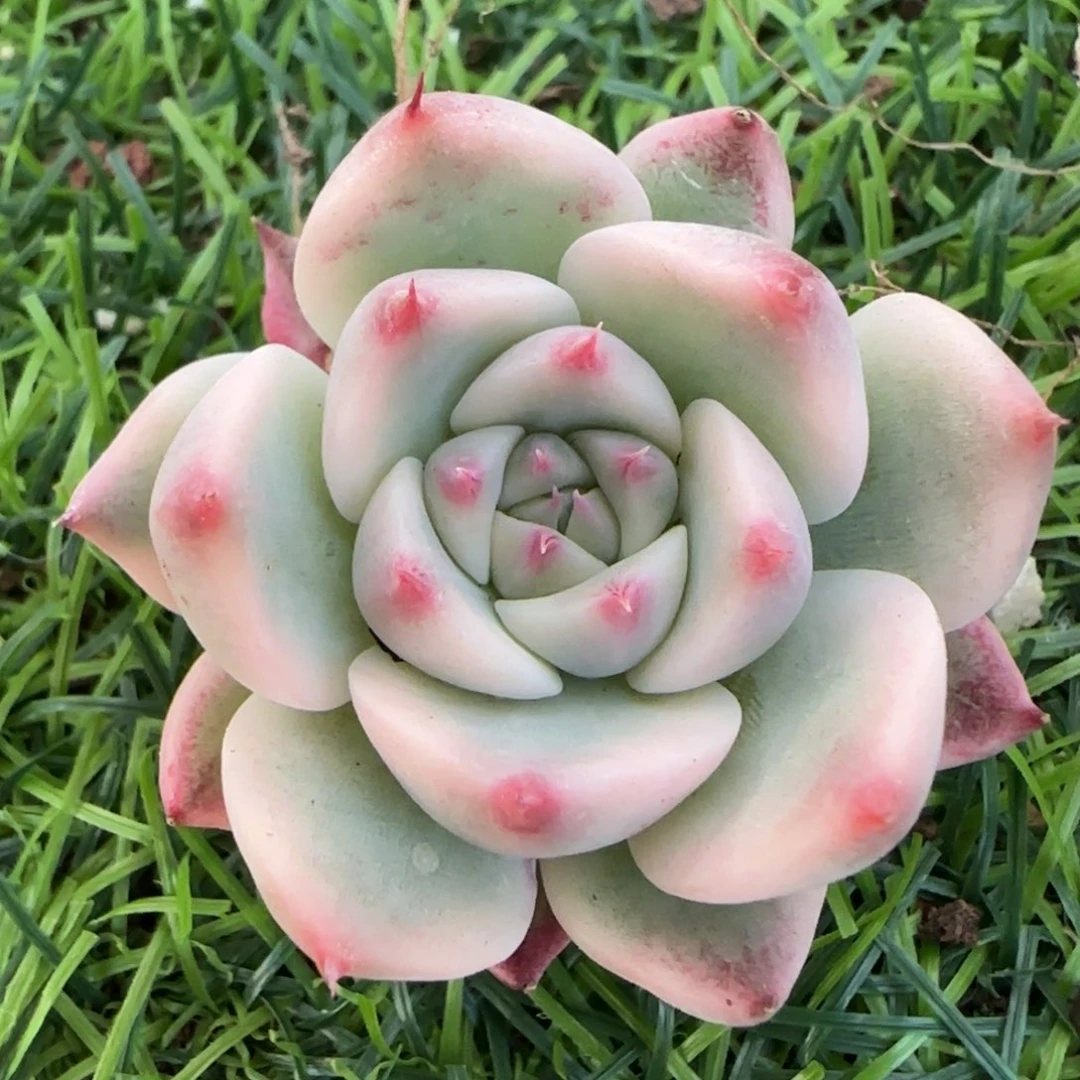 吉娃娃锦多肉植物