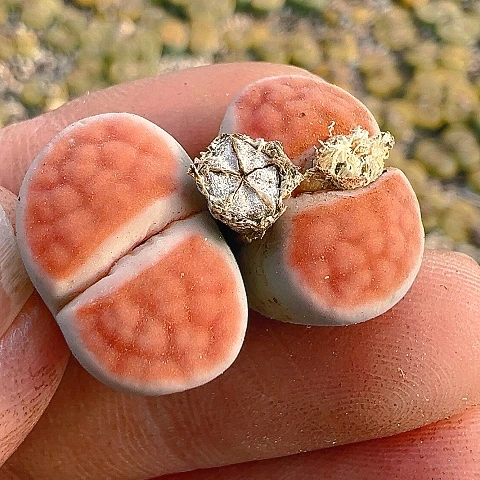 【闪购商品】25621