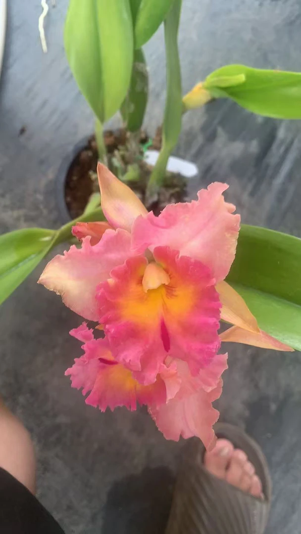 泰国卡特兰通苏大花，黄花红唇