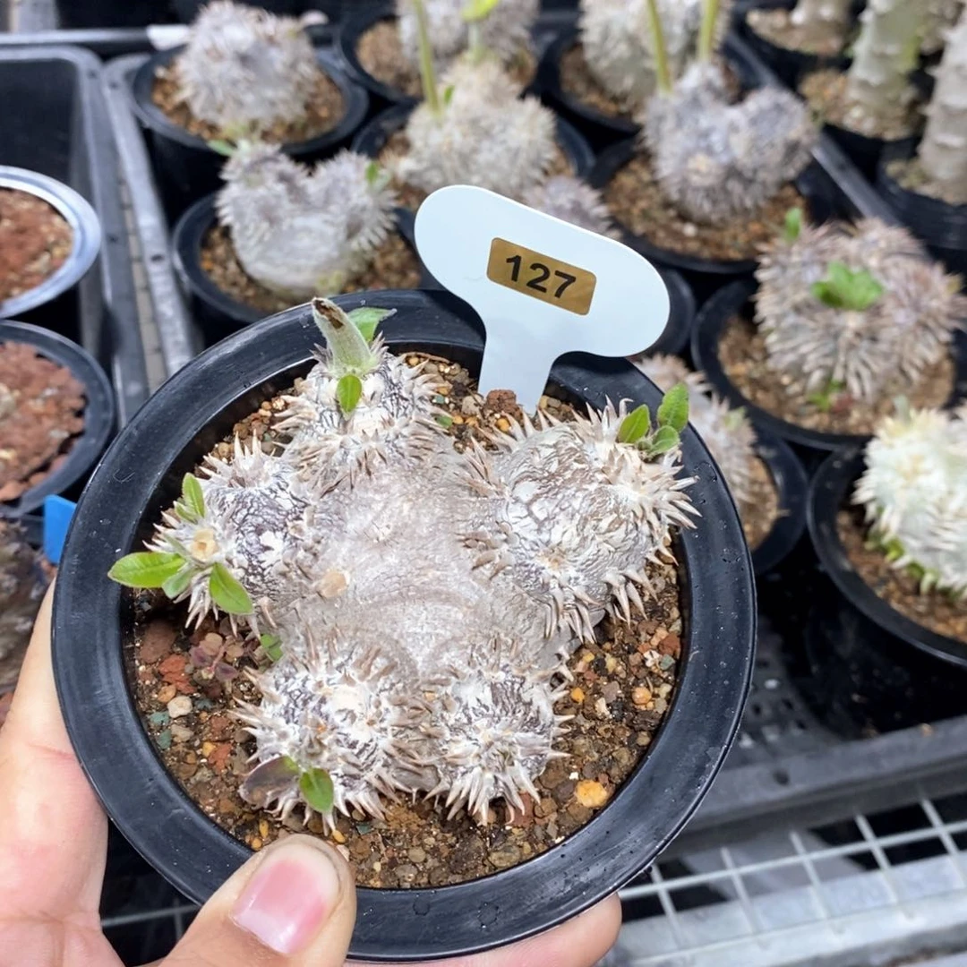 惠比大黑多肉植物