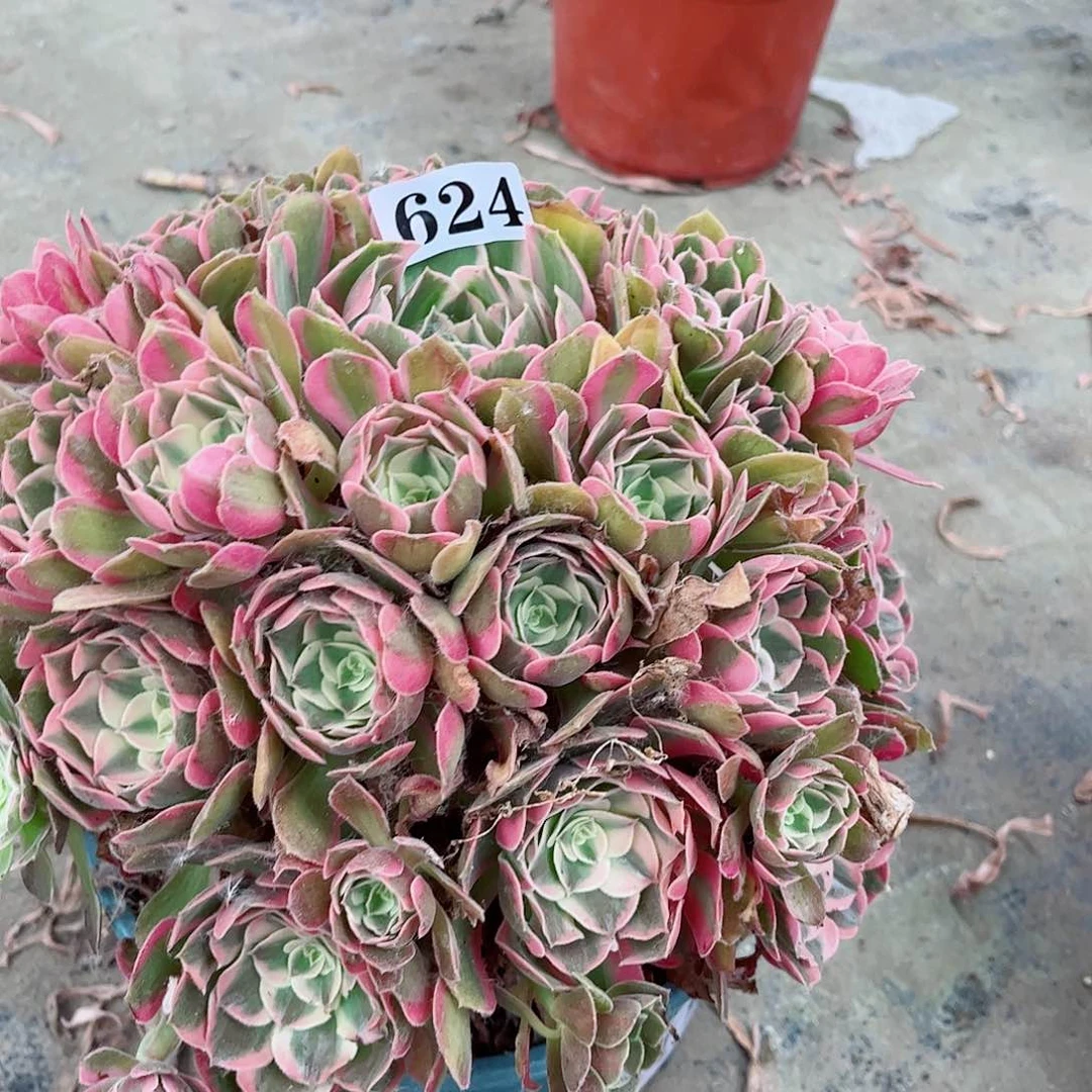 无花朵悠*多肉植物男神寄养624