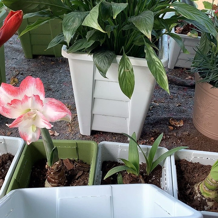 26白方无托4个微瑕