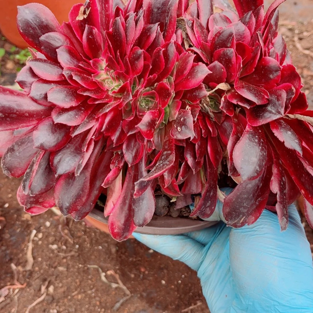 多肉植物832美杜莎