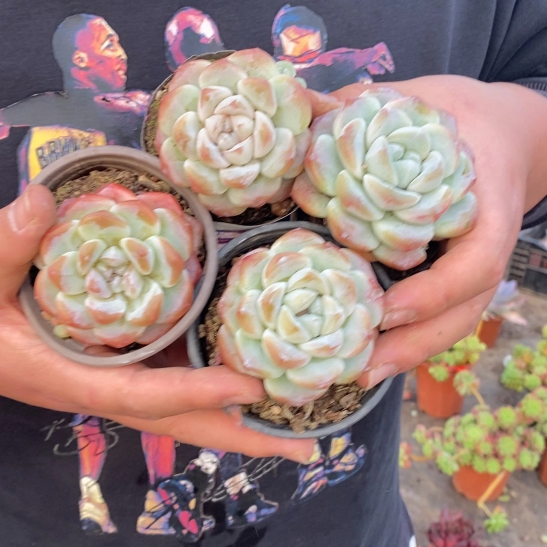 冰玉单头精控小老桩四盆，90杯